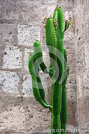 cactus on background of brick wall Stock Photo