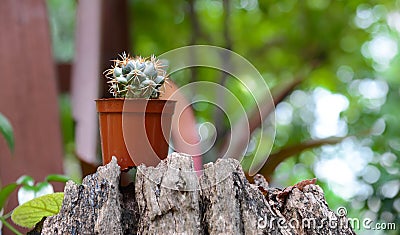 Cactus background and decorated Stock Photo