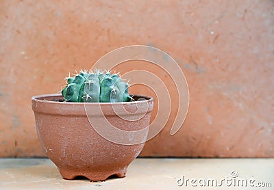 Cactus background and decorated Stock Photo