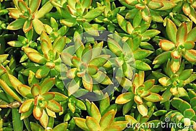 Cactus background plant abstract desert design Stock Photo