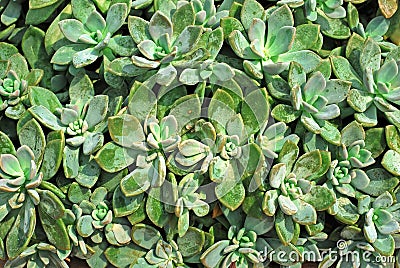 Cactus background plant abstract desert design Stock Photo