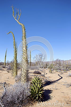 Cactus in Baja, Mexico Stock Photo