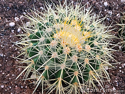 Cactus background Stock Photo