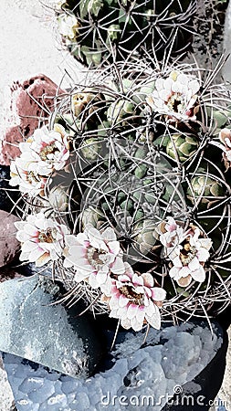 Cactus in bloom, beautiful artistic shot of wreath-shaped flowers on cactus Stock Photo