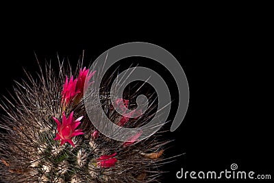 Cactus blooms colorful red flowers on black background. Gorgeous flowering. Cactus chocolate color with long black needles. Stock Photo