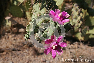 Cactus blossoms Stock Photo