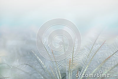 Cactus and blur abstract background Stock Photo