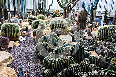 Cactus in a Botanical Garden in Geneva Stock Photo