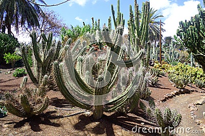 Cactus in botanical garden in Fuerteventura island Stock Photo