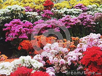 Flowers Botanical gardens Ooty Stock Photo