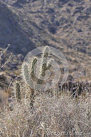 Cactus Brush South of Palm Springs California Desert Stock Photo