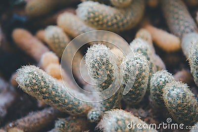 Cactus and Cactus flowers popular for decorative Stock Photo