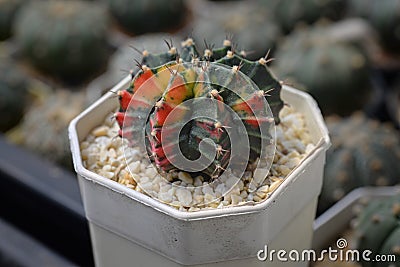 Cactus called 'Gymnocalycium mihanovichii variegata' Stock Photo