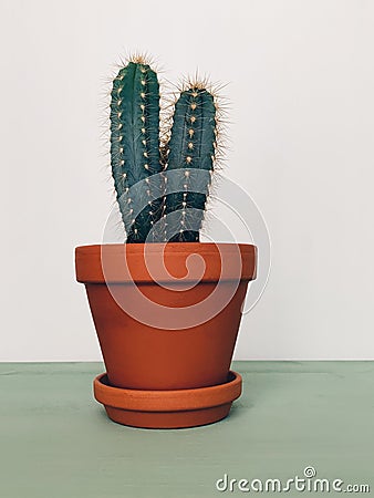 Cactus in ceramic pot on pastel mint shelf against white background Stock Photo