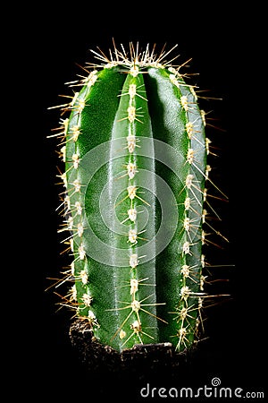 Cactus Cereus repandus or Peruvian apple cactus in front of black background Stock Photo
