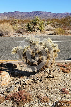 Cactus Stock Photo