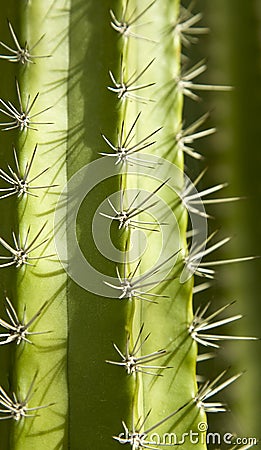 Cactus Close up Stock Photo