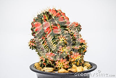 Cactus - Close up of Beautiful Cactus " Gymno Multicolors" in black pot on white background Stock Photo