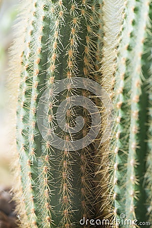 Cactus close-up. Home indoor plants with thorns. A succulent Stock Photo