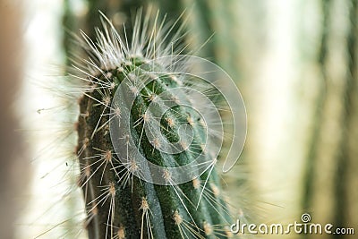 Cactus close-up. Home indoor plants with thorns. A succulent Stock Photo