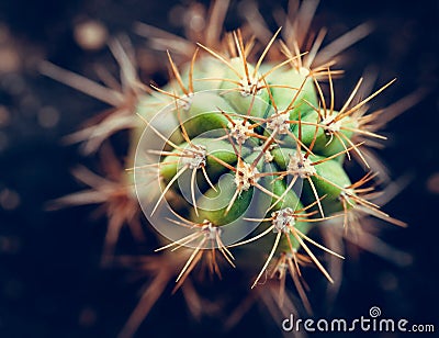 Cactus Stock Photo