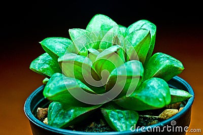 Cactus Stock Photo