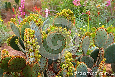 Cactus Stock Photo