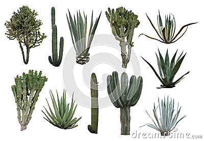 Cactus collection Stock Photo