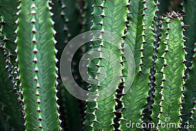 Cactus collection Stock Photo