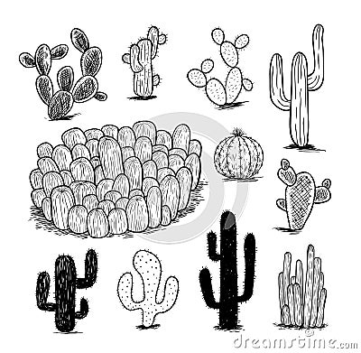 Cactus collection,Vector illustration Vector Illustration