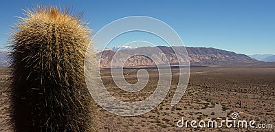 Cactus and colored mountain chain Stock Photo