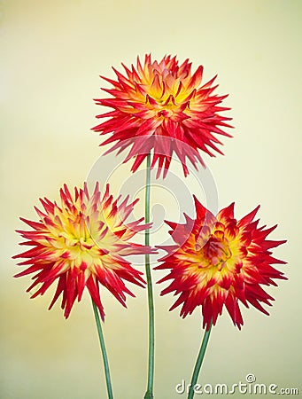 Cactus Dahlia - Karma Bon Bini Stock Photo