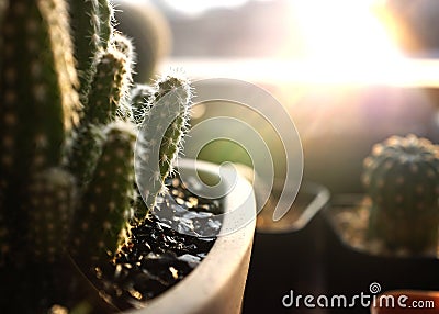 Cactus Decoration Desert Flora Garden Growing Concept Stock Photo