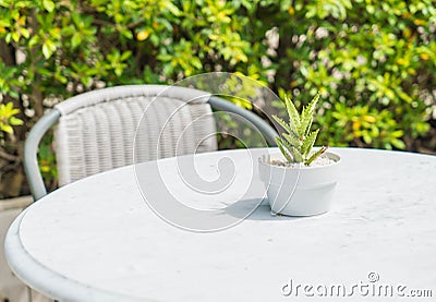 cactus decoration on table Stock Photo