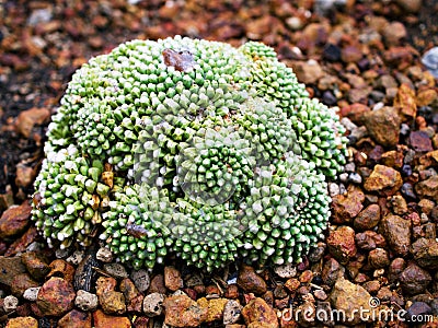 Cactus desert plant Mammillaria carnea Pandan ,Herbs Cacti Medicinal ,Autore Zucc Argomento della citazione tax Stock Photo
