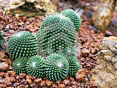 Cactus desert plant Mammillaria carnea Pandan ,Herbs Cacti Medicinal ,Autore Zucc Argomento della citazione tax Stock Photo