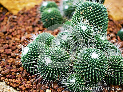 Cactus desert plant Mammillaria carnea Pandan ,Herbs Cacti Medicinal ,Autore Zucc Argomento della citazione tax Stock Photo