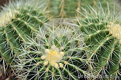 Cactus, desert plants, beautiful shape. Stock Photo