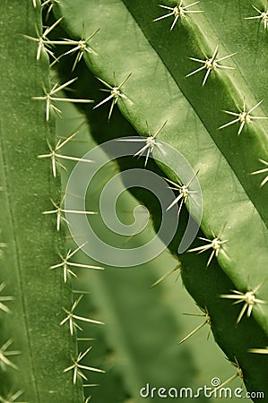 Cactus, desert plants, beautiful shape. Stock Photo
