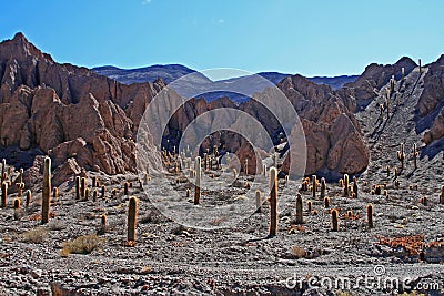 Cactus in Deserts Stock Photo