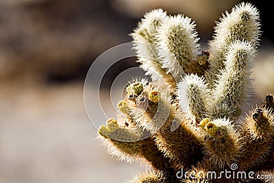 Cactus detail Stock Photo