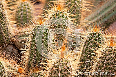 Cactus detail Stock Photo