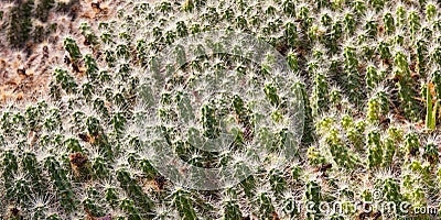 Cactus detail Stock Photo