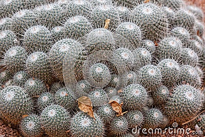 Cactus detail Stock Photo