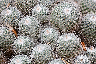 Cactus detail Stock Photo