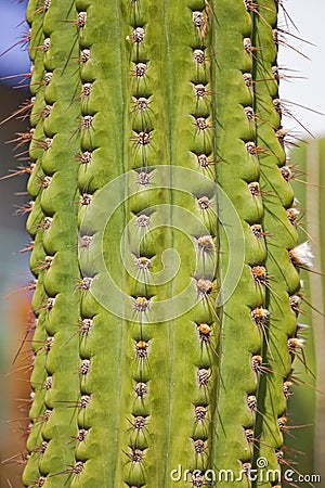 Cactus detail Stock Photo