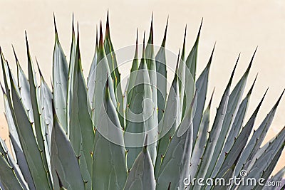 Cactus detail Stock Photo