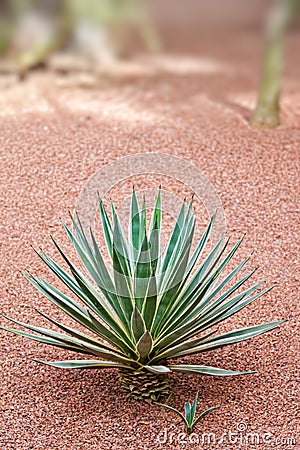 Cactus detail Stock Photo