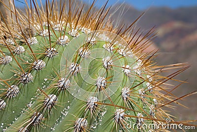 Cactus Detail With Big Thorns Stock Photo