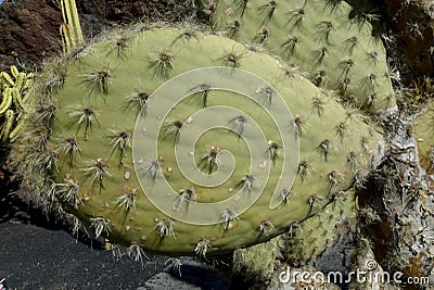 Cactus detail of cactus plant Stock Photo